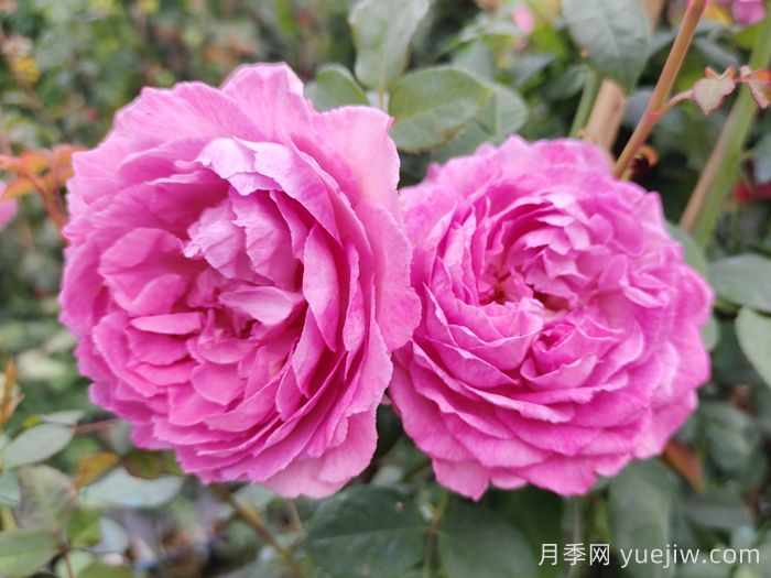 月季象征著怎樣的含義？(圖1)