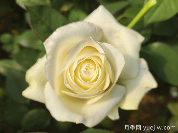 不同顏色月季花代表的含義？(圖2)