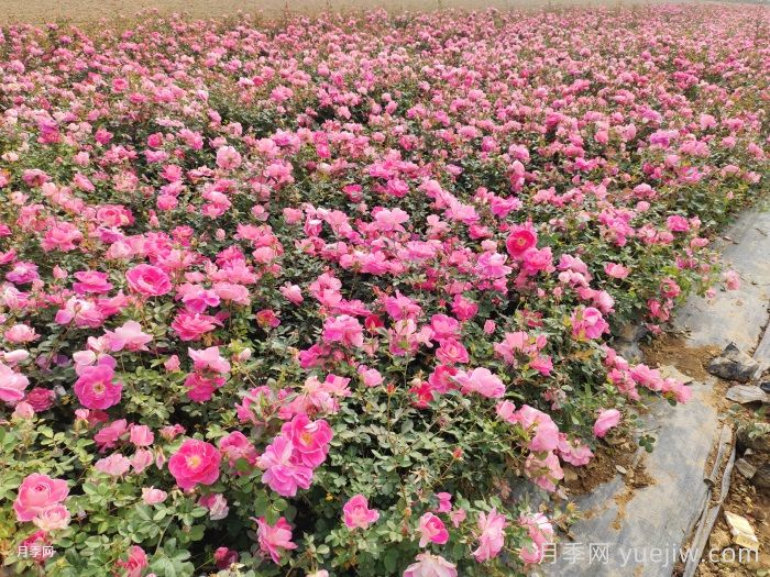 帶花苞的月季小苗，如何給它定植服盆？(圖2)