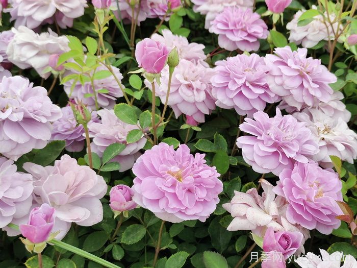 藍(lán)色陰雨月季一年開幾次花？(圖1)