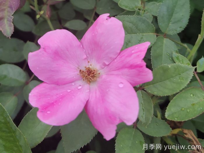 重瓣月季和單瓣月季哪個好？(圖1)