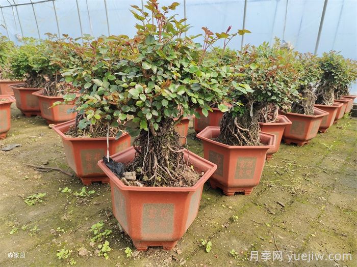 春天月季怎么管理開(kāi)花多？(圖3)