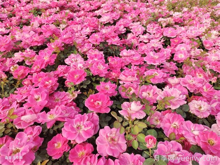 夏季月季幾天澆一次水？(圖1)