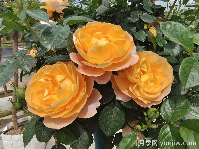 花期長(zhǎng)且好養(yǎng)的月季有哪些？(圖1)