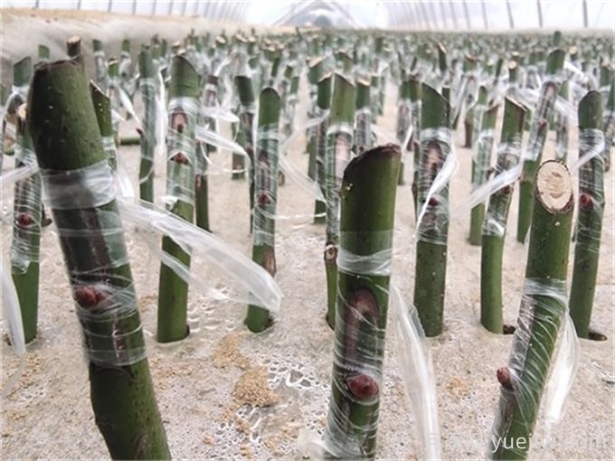 月季的繁殖方法有哪些？五大方法詳解(圖2)