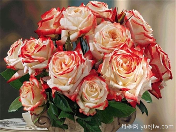 法拉皇后月季多長時間能長成大灌木？(圖1)