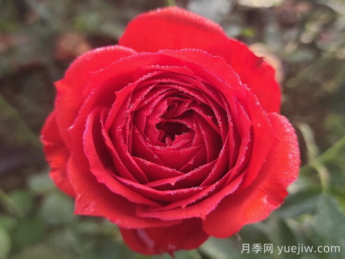 紅蘋果月季與紅色果汁月季有什么區(qū)別？(圖1)