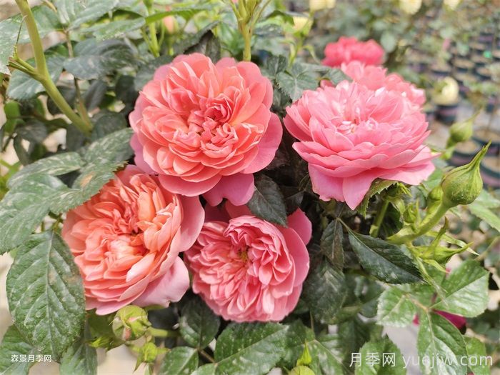 紅蘋果月季與紅色果汁月季有什么區(qū)別？(圖2)