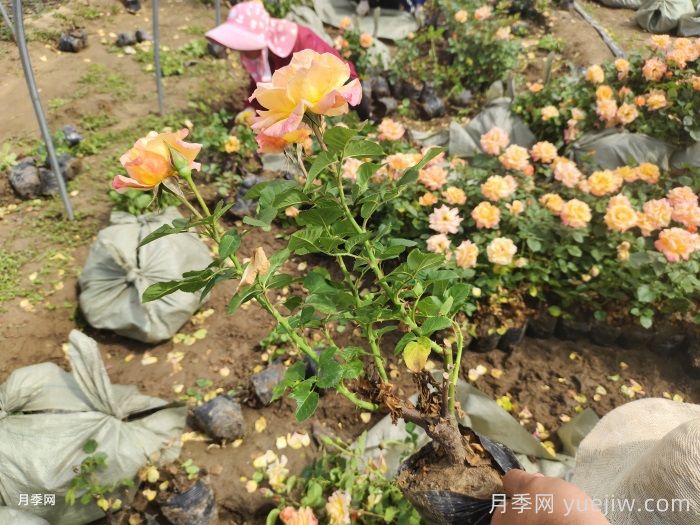 澳州黃金月季有什么優(yōu)點(diǎn)？值得入手嗎？(圖2)