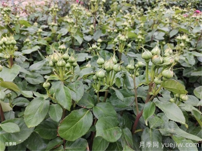 月季到了5月份還不開花是什么原因？(圖1)