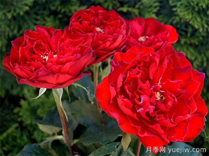 紅蘋果月季和紅舞裙月季有什么區(qū)別？(圖2)