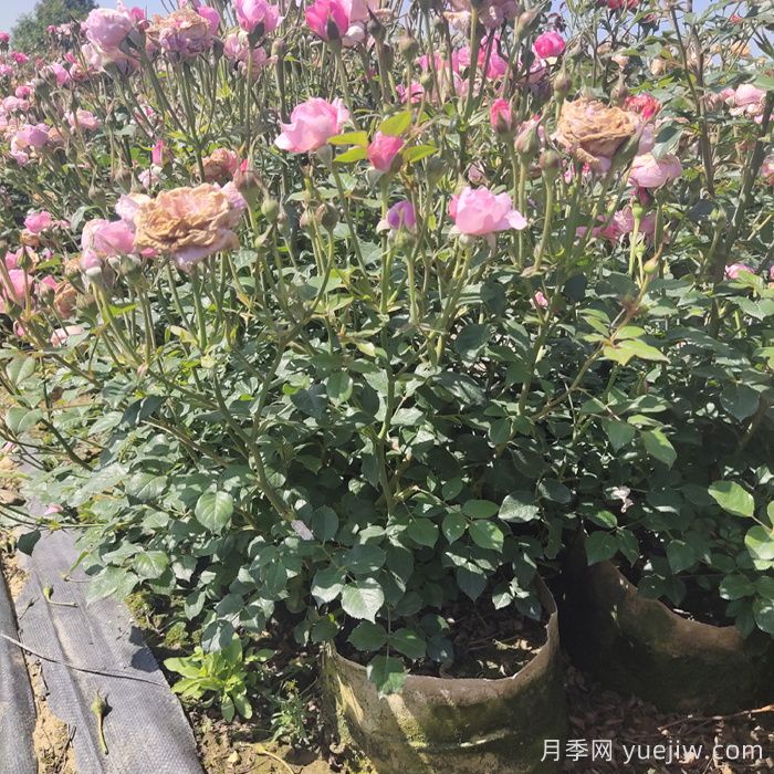 月季花期為什么有長(zhǎng)有短？(圖2)