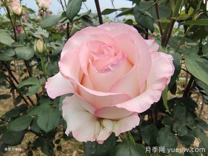 愛莎玫瑰和艾莎月季有什么區(qū)別？(圖1)