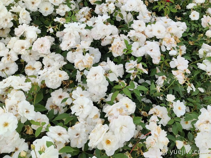 新疆可以種植哪些月季花品種？(圖1)