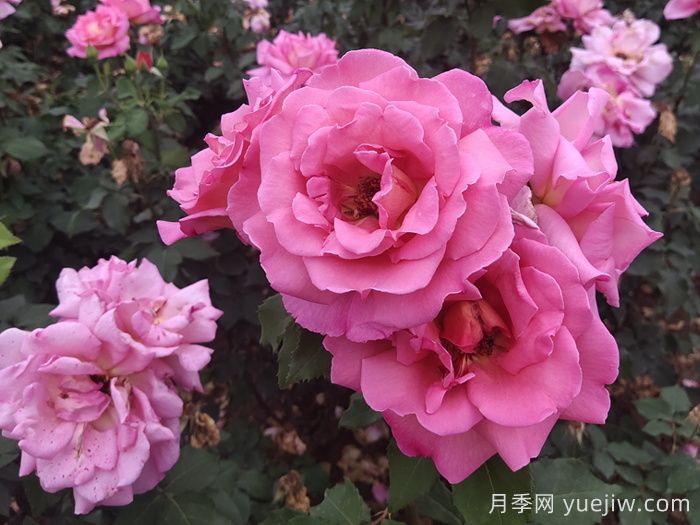 月季多開花的養(yǎng)護(hù)要點(diǎn)(圖1)