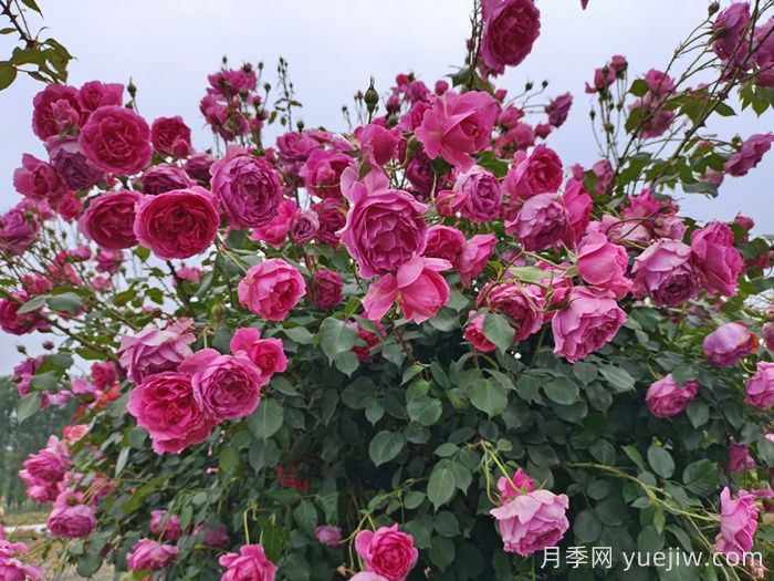 月季有紅蜘蛛用什么藥防治效果好？(圖1)