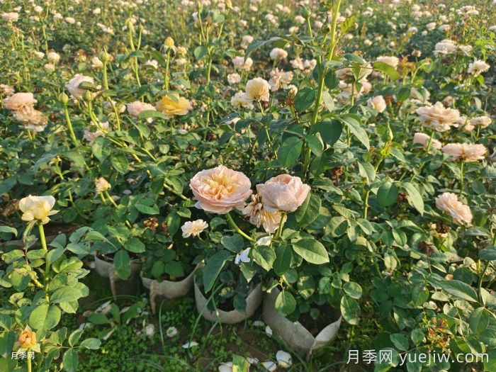 剛買來(lái)的月季葉黃脫落怎么辦？(圖1)