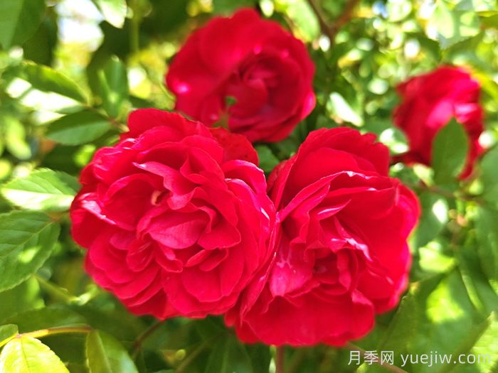 紅木香月季和夏令營月季有什么區(qū)別？(圖1)