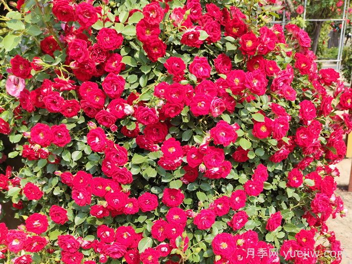紅木香月季和夏令營月季有什么區(qū)別？(圖2)