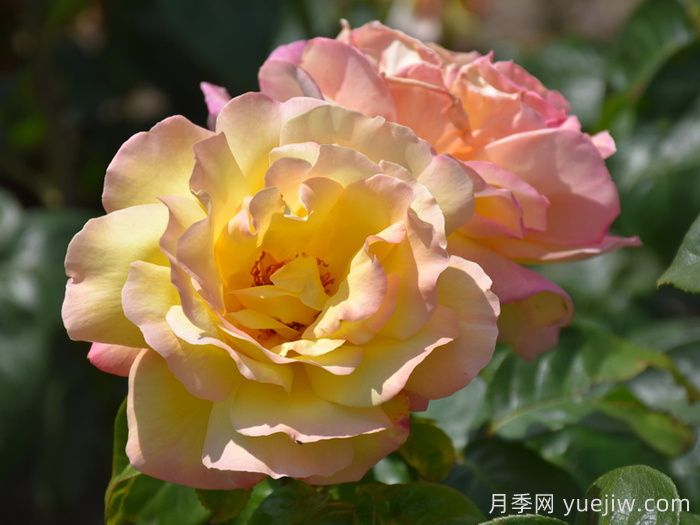 花朵直徑在15-20厘米的大花月季品種有哪些？(圖2)