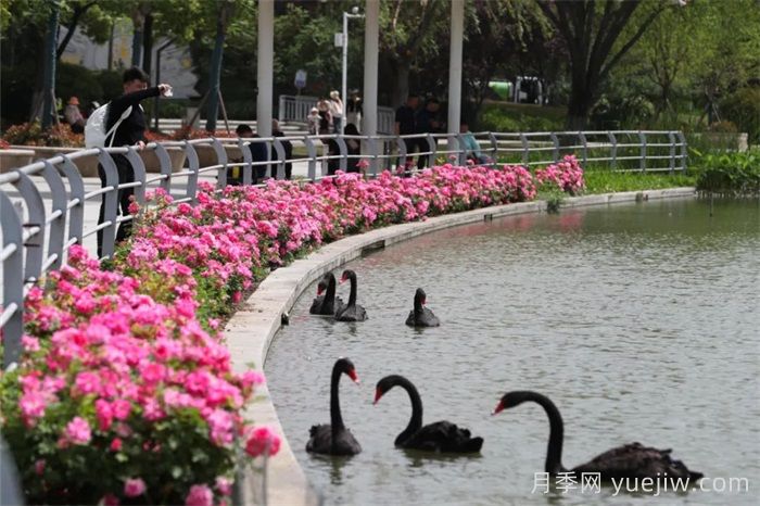 襄陽(yáng)月季：一起去看滿(mǎn)城月季花開(kāi)(圖1)