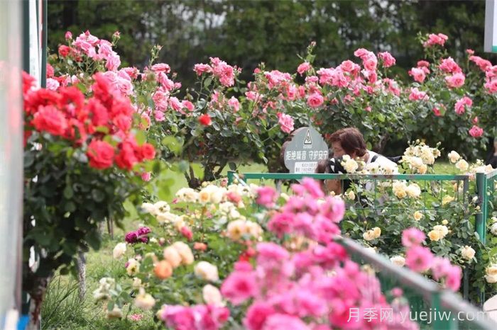 襄陽(yáng)月季：一起去看滿(mǎn)城月季花開(kāi)(圖2)