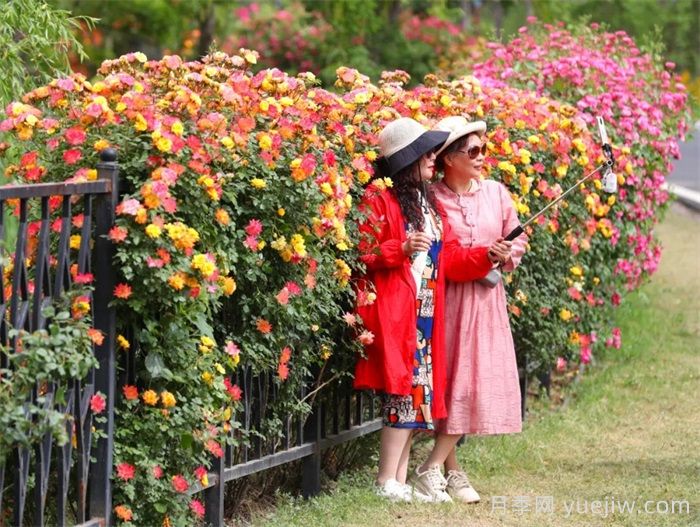 襄陽(yáng)月季：一起去看滿(mǎn)城月季花開(kāi)(圖3)
