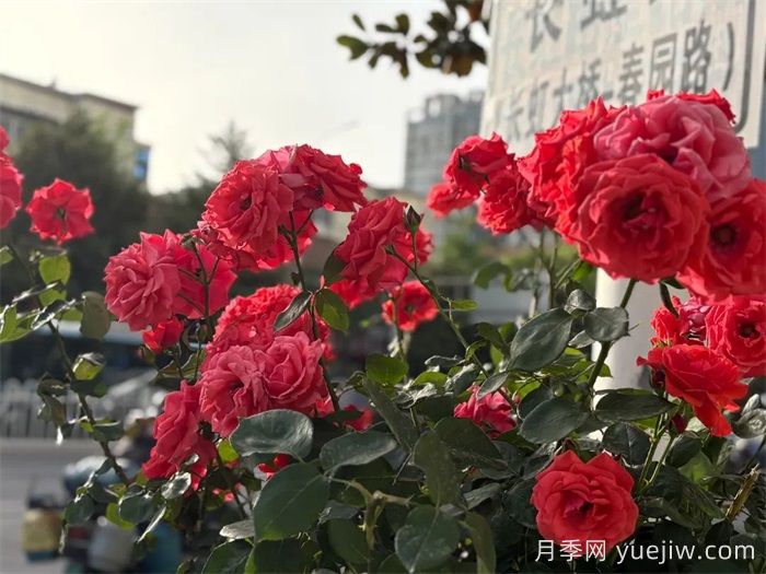 襄陽(yáng)月季：一起去看滿(mǎn)城月季花開(kāi)(圖4)