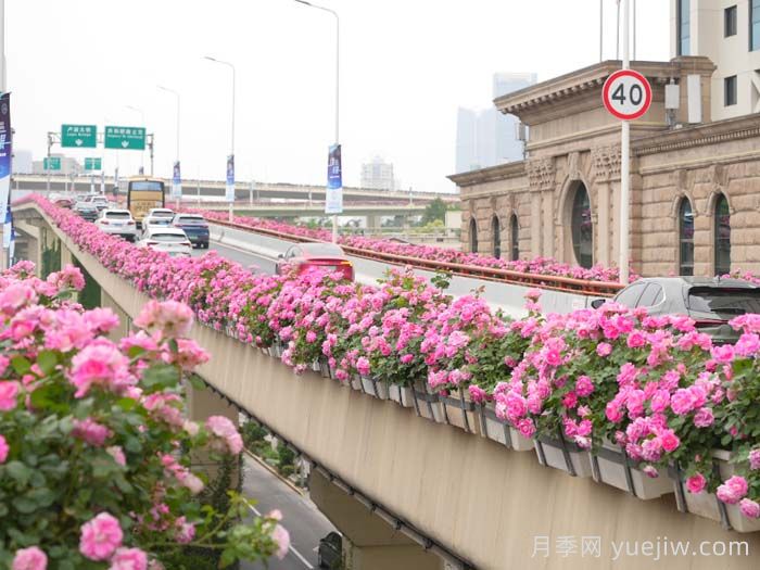 上海月季：申城月季全城開，賞月季地圖指南(圖1)