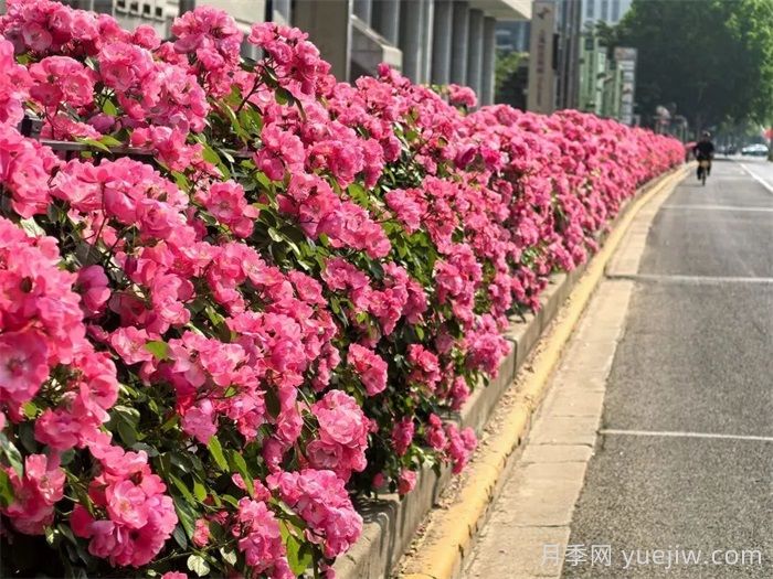 上海月季：申城月季全城開，賞月季地圖指南(圖7)