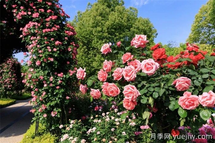 上海月季：申城月季全城開，賞月季地圖指南(圖6)