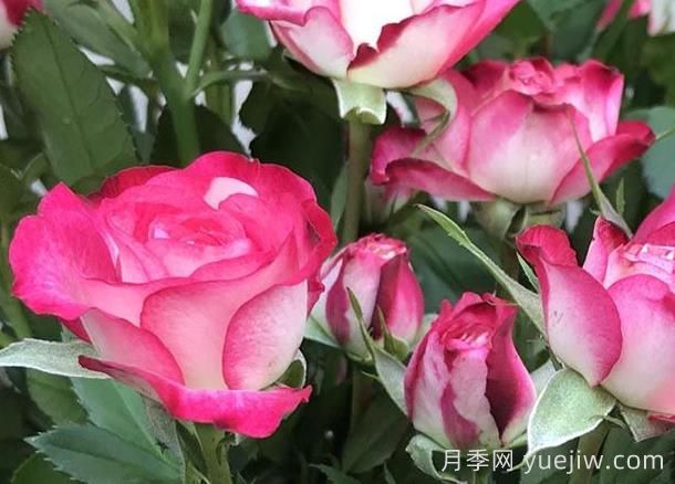 月季介紹之復(fù)色獅子座(圖1)