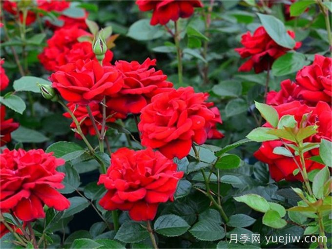 月季介紹之青梅之愛(ài)(圖1)
