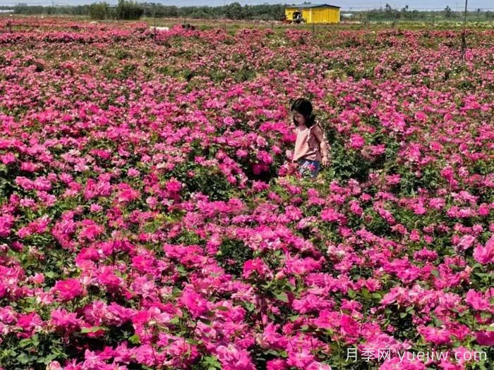 西安月季：西咸新區(qū)300萬株月季花海火出圈(圖1)