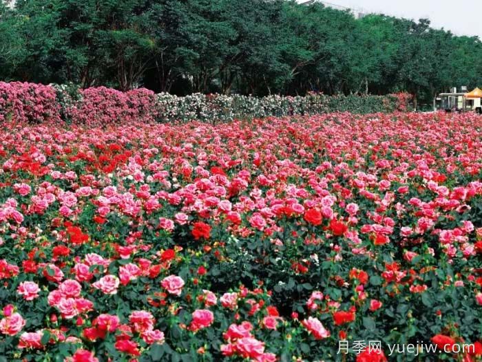 西安月季：西咸新區(qū)300萬株月季花?；鸪鋈?圖2)