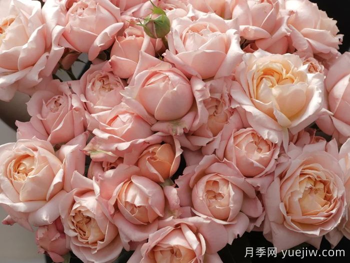 月季介紹之朱麗葉塔(圖1)