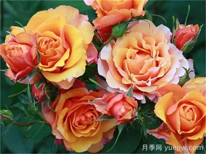 月季介紹之永遠(yuǎn)的艾帕索(圖1)