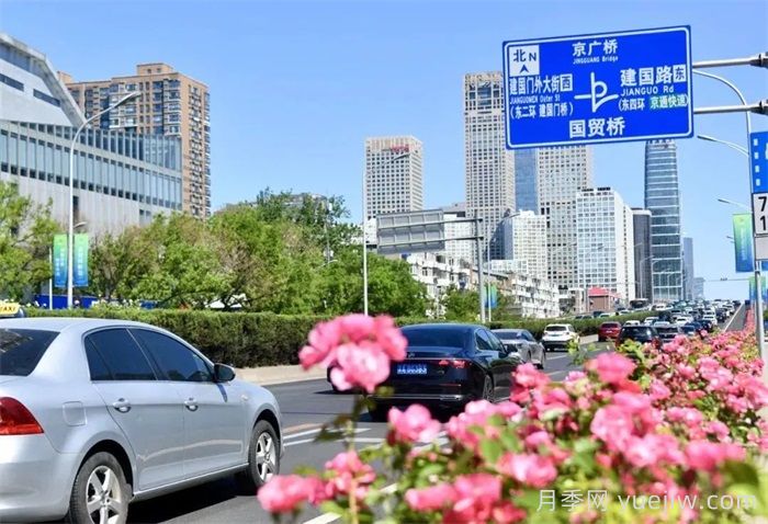 北京朝陽月季海洋，街頭已開濃顏模式(圖1)