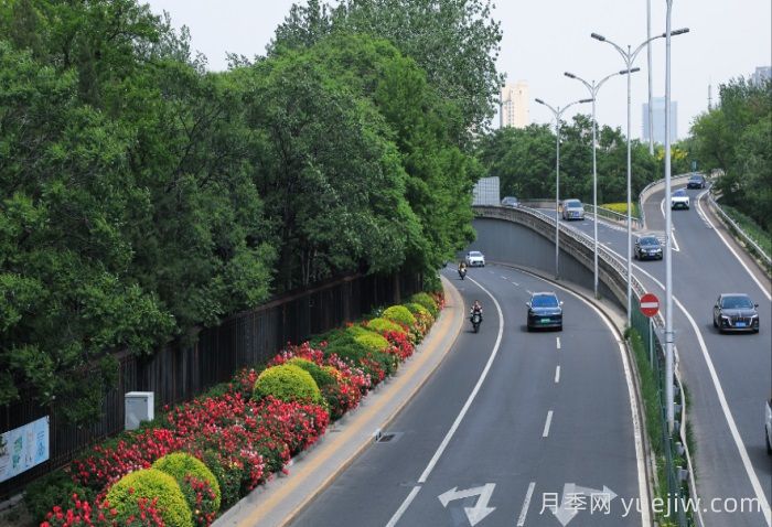 北京朝陽月季海洋，街頭已開濃顏模式(圖2)