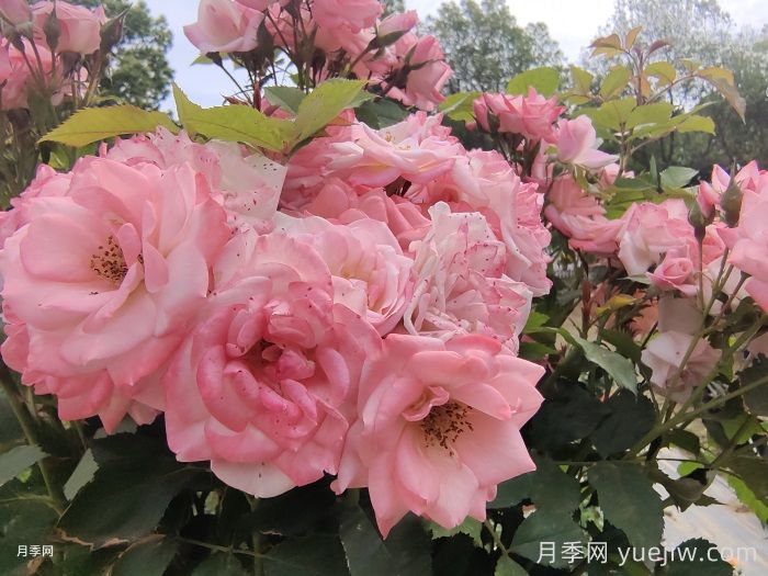 月季花后需要修剪嗎？不剪可以嗎？(圖1)