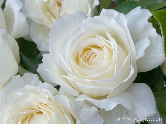 推薦國(guó)外評(píng)價(jià)很高的十款月季品種(圖3)