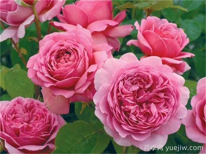 推薦國(guó)外評(píng)價(jià)很高的十款月季品種(圖4)