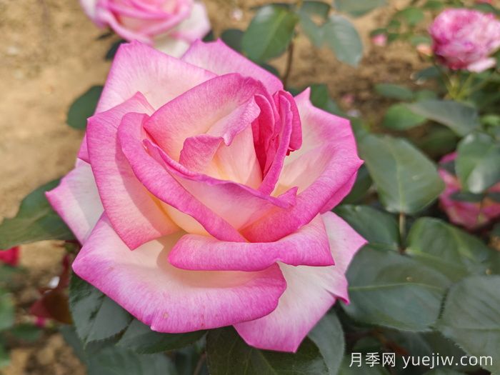 月季網(wǎng)推薦新手必入的9個(gè)大花月季(圖5)