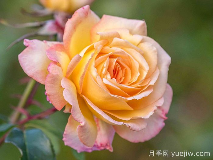 月季網(wǎng)推薦新手必入的9個(gè)大花月季(圖4)