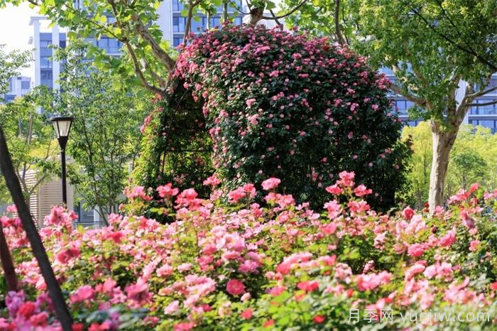 上海浦東濱江前灘月季園，置身月季花海(圖1)