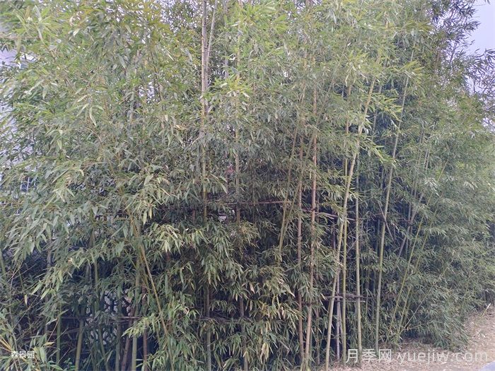 竹子的種類特性、分布狀況和應(yīng)用前景(圖2)