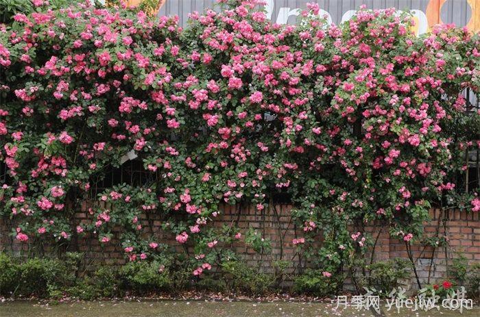 薔薇已開滿墻！這波被成都成華美到了(圖2)
