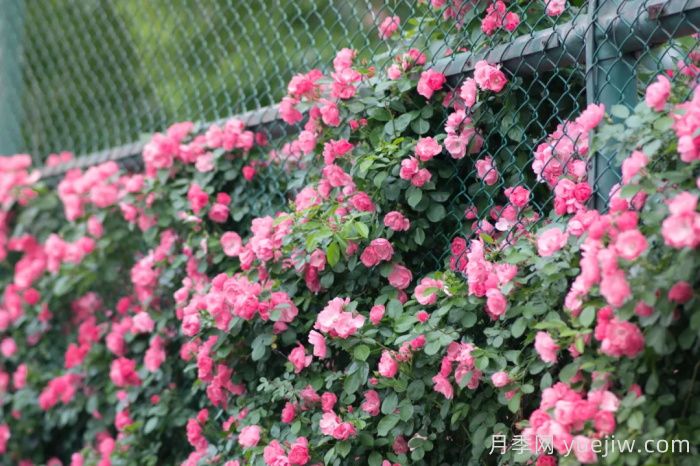 浙師大薔薇花開(kāi)成瀑，安吉拉美翻了校園(圖1)
