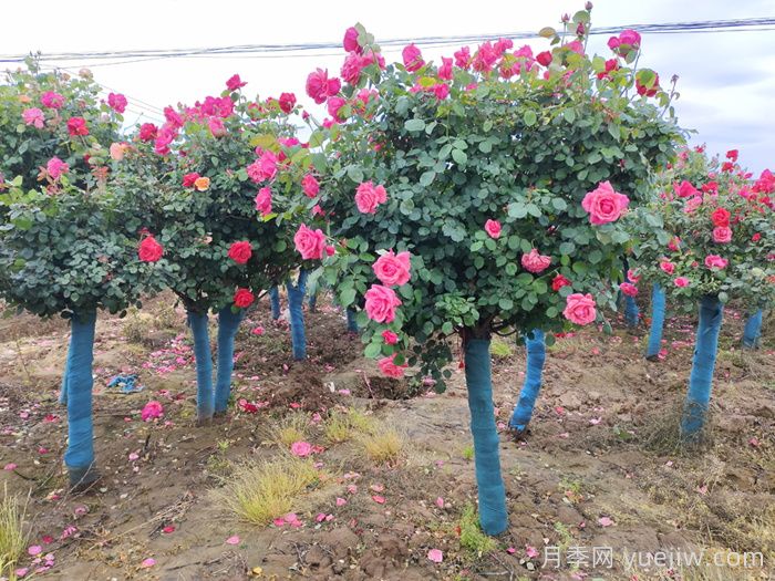 新手應該如何養(yǎng)月季花？(圖3)