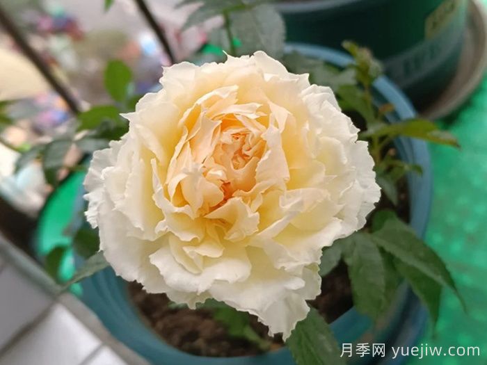 狄安娜陽(yáng)臺(tái)月季(圖1)